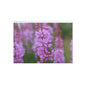 Floral Holiday Cards — Pink Wildflower One-Sided Greeting Cards