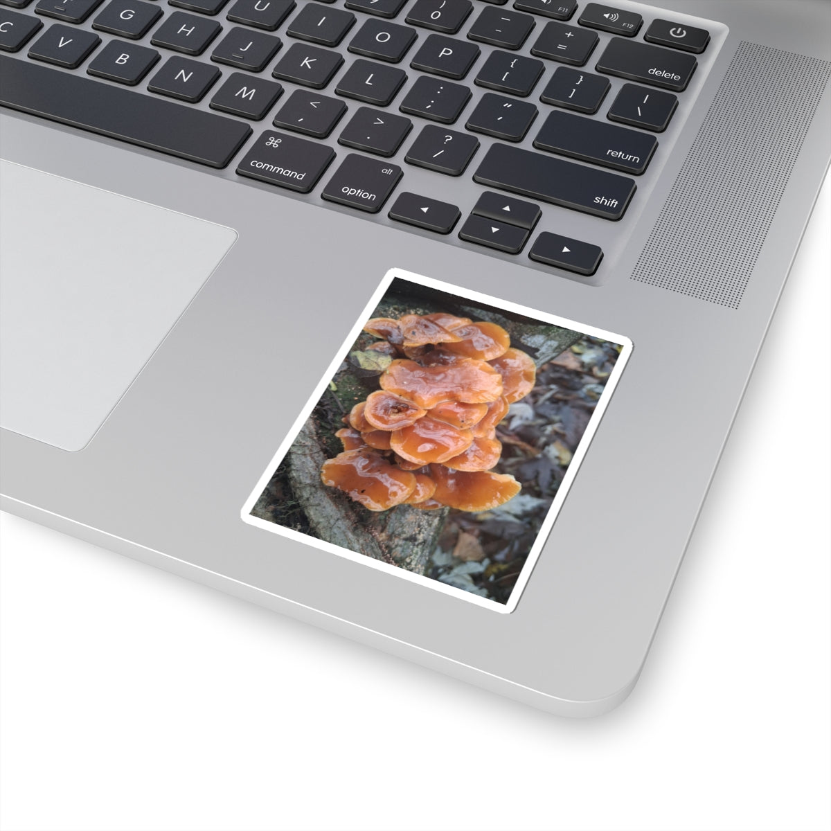 Mushroom Sticker — Orange Chicken of the Woods Nature Kiss-Cut Sticker