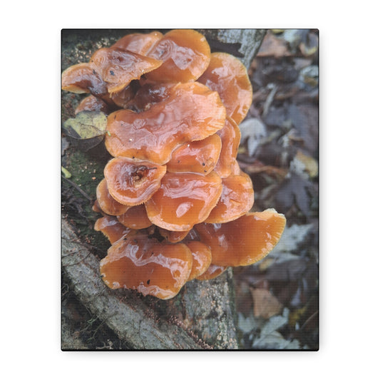 Orange Shelf Mushroom Canvas Print — Rustic Nature Wall Art