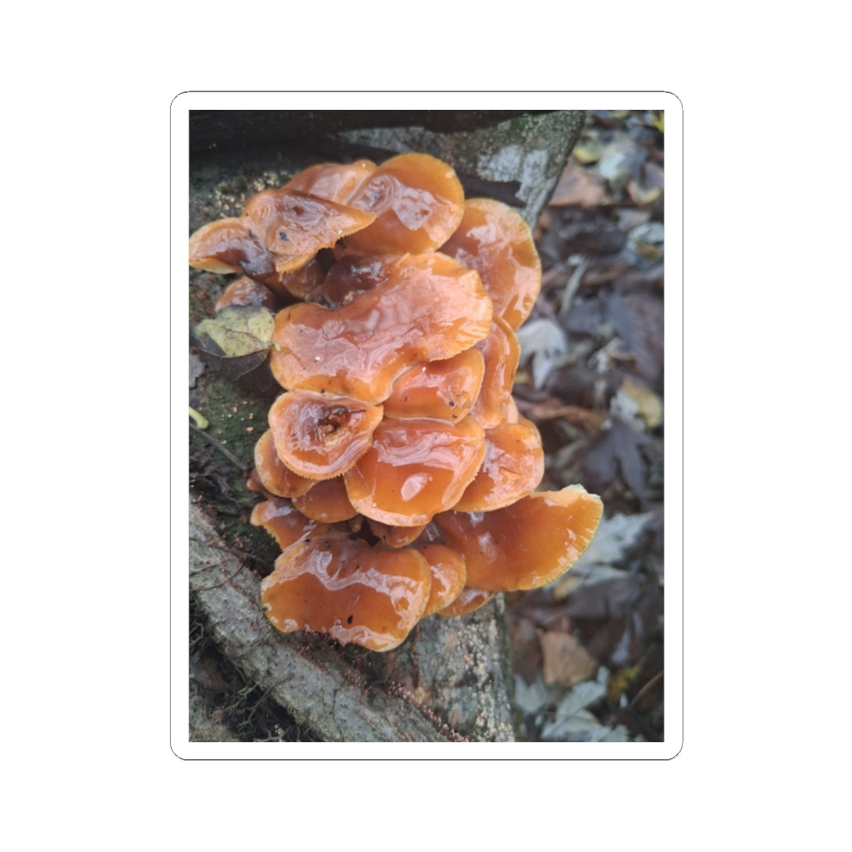 Mushroom Sticker — Orange Chicken of the Woods Nature Kiss-Cut Sticker